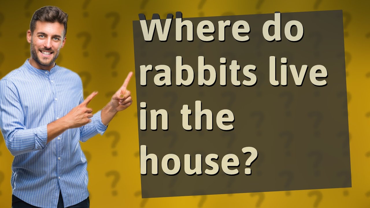 Where do rabbits live in the house? YouTube
