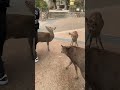 #narakoen#nara #rusa #bali#japan#shortviral