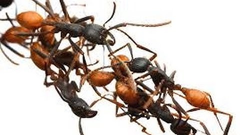Using Ant Colony System to Consolidate VMs for Green Cloud Computing