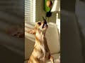 Bruno's agility will leave you speechless #shorts #chihuahua #skills