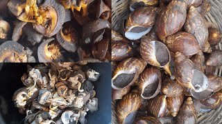 How To Dry  Snails For Exportation