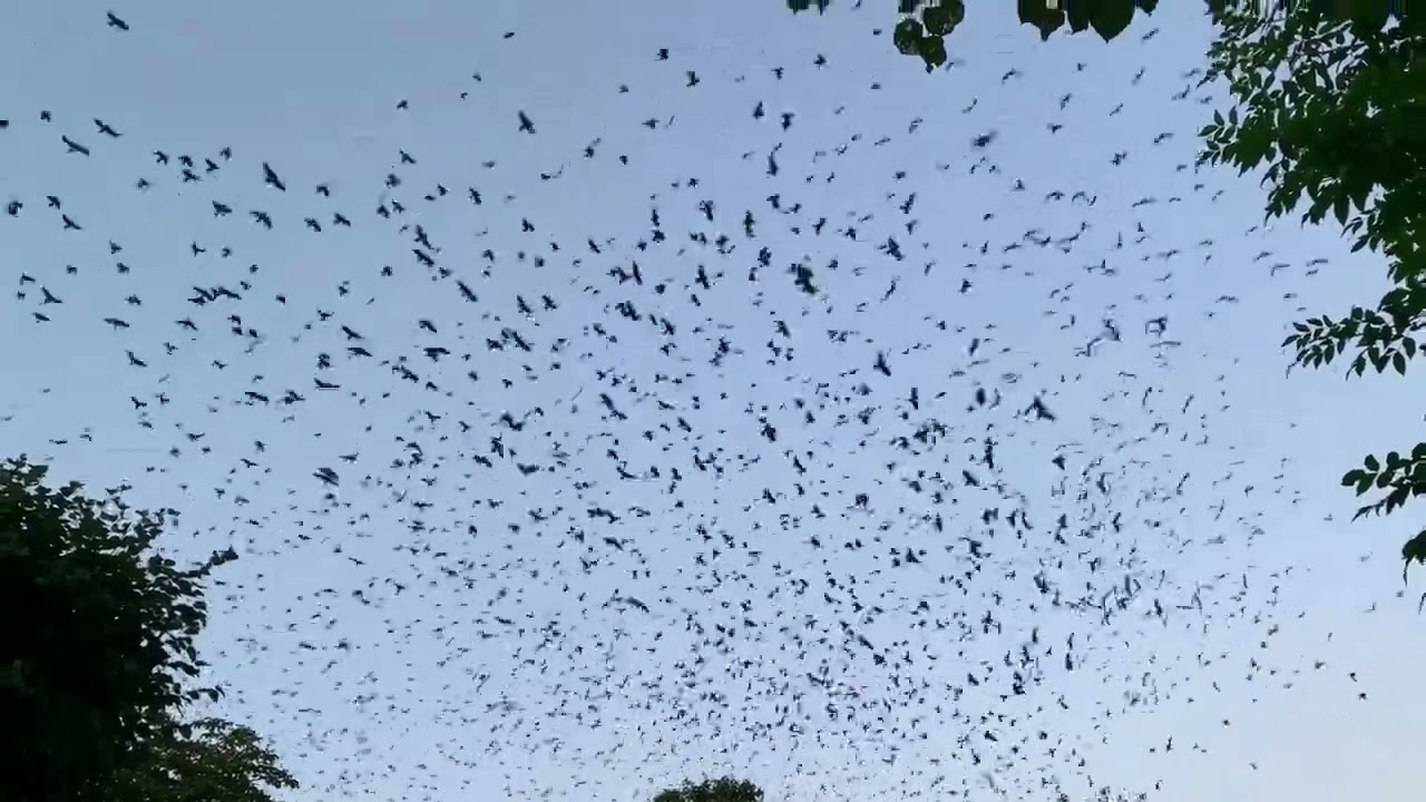 Starlings White Sound Exposure
