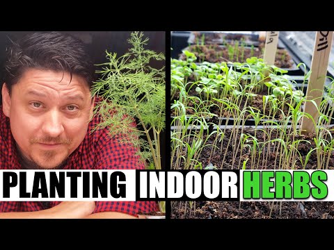 How To Plant An Indoor Herb Garden From Seeds Kids