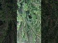Planta misterioasă din Parcul Tătărași – Ce este asta? 🌿