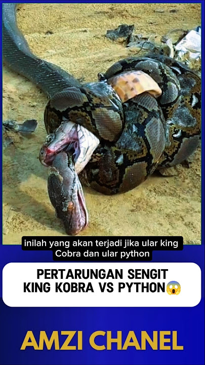 PERTARUNGAN SENGIT ULAR KING KOBRA VS ULAR PYTHON⁉️😱#shorts