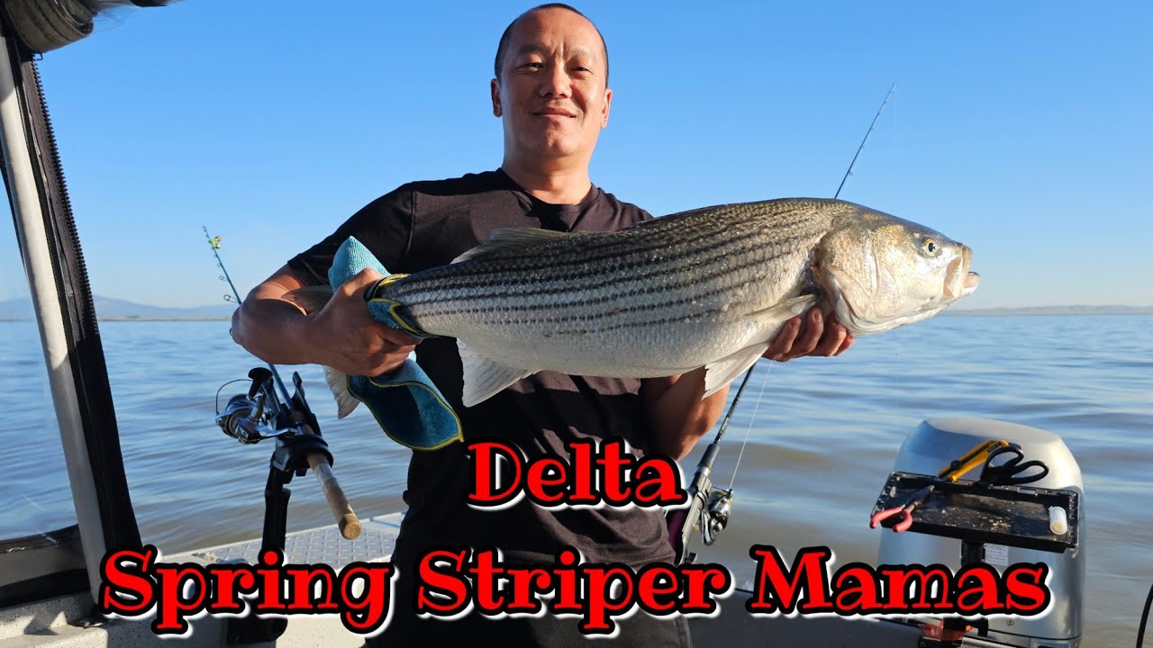 CA Delta Spring Run Striper Fishing With The Bros | Chasing Big Mamas # ...