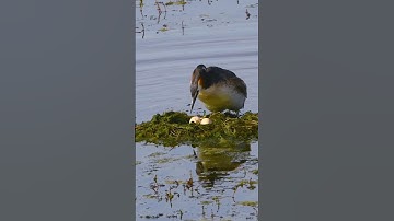 Floating nest with 2 eggs 🥚🥚 #shorts
