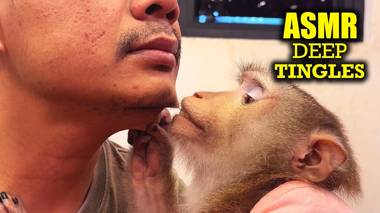 ASMR Close Up Monkey Grooming | Deep Tingles to Help You Sleep Fast (No Talk)