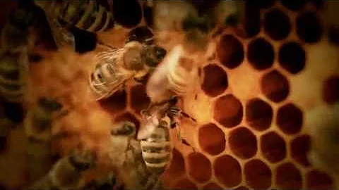 Wie denkt eine Biene?