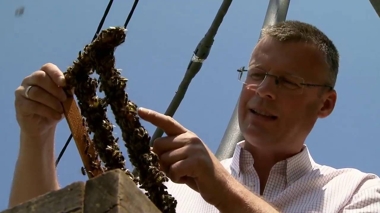 Die Honigmacher - Kein Leben ohne die Biene