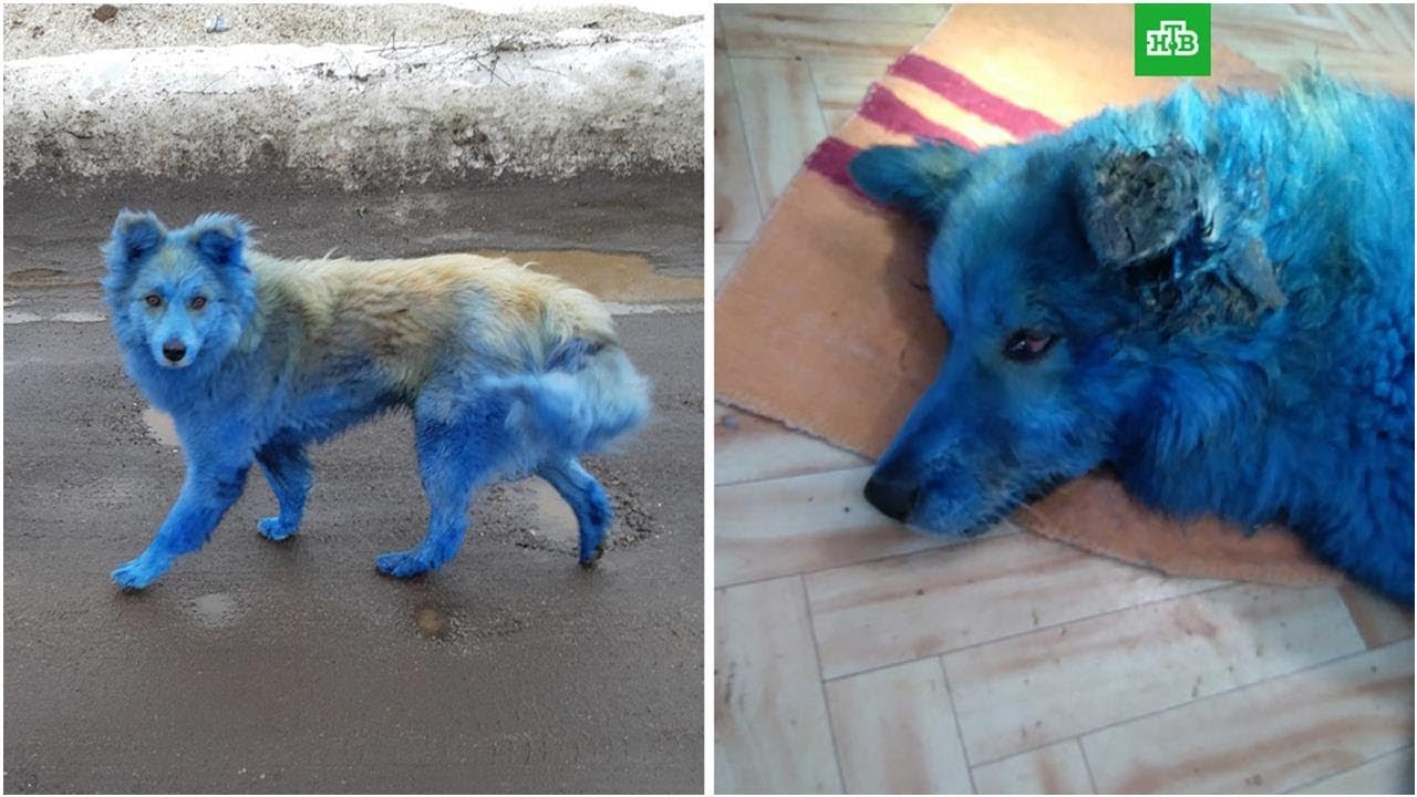 Почему собака синяя. Голубая собака. Синяя собака. Крашеная собака под. Собака покрашенная в синий.