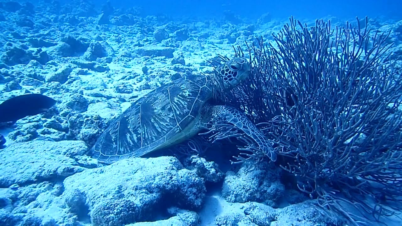 徒然海月日記 つれづれくらげにっき 水納島の海 徒然海月日記 つれづれくらげにっき 水納島の海