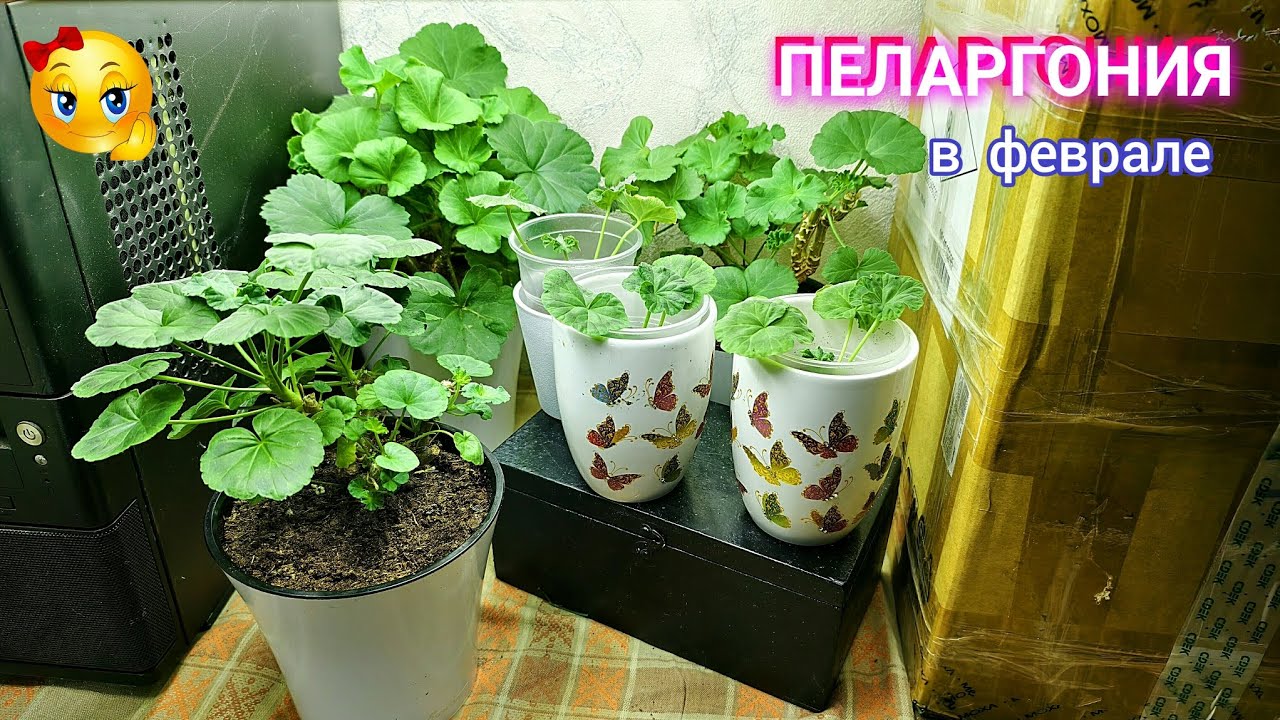 Пеларгония УКОРЕНИЛАСЬ! Урааа !