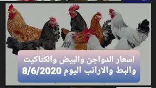 اسعار الدواجن والبيض والكتاكيت وارانب والبط اليوم 8/6/2020 في مصر