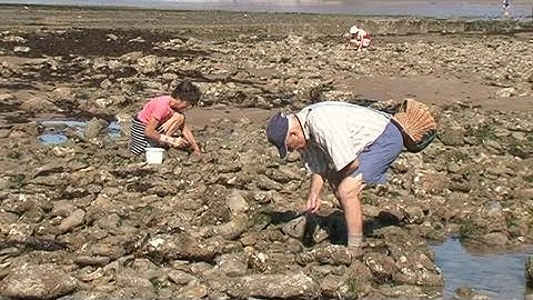 Dangers de la pêche à pied par grandes marées