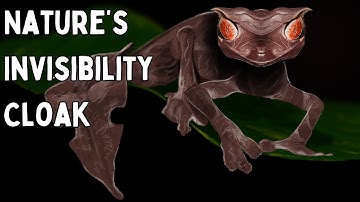 The Levels Of Camouflage In Nature