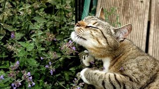 Pet Cat | Can't help but laugh at these cats Part 5 | Pet Animals Funny by Gold Miner 1,176 views 2 years ago 7 minutes, 20 seconds