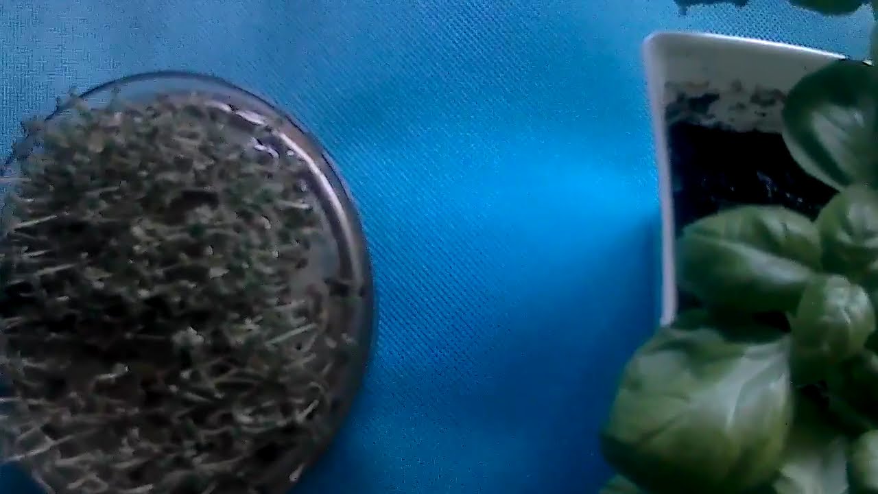 Odtwarzacz wideo YouTube