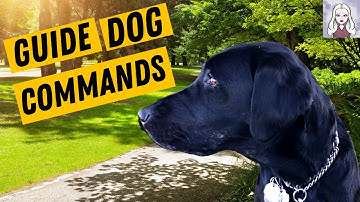 Guide Dog At Work - All My Guide Dog