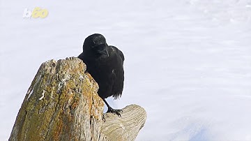 Intelligent Birds are Picking up Trash at This Theme Park
