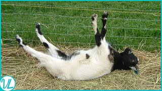 Outrageous Acts Of Science - Meet The Funny Fainting GOATS