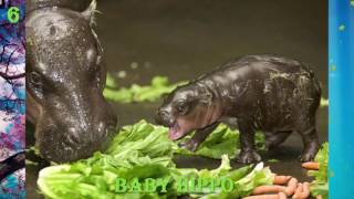 15 Cute Baby Animals!