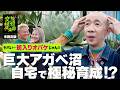 【富士山級】ひょうろく変態アガベ農園に沼る🌱レア過ぎ、デカ過ぎ、綺麗過ぎ❕【ほぼノーカット！未剪定版✂️】／変態植物倶楽部～ひょうろくの未確認変態は何処に～ #ひょうろく #珍奇植物 #観葉植物
