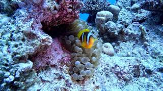 Nemo ,Egypt,Hurghada