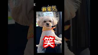 静電気犬#むぎ#ペキプー#犬#dog#犬のいる暮らし #犬のいる生活 #トリミング#犬好きさんと繋がりたい #可愛い#かわいい#かわいい犬 #静電気#癒し#short#shorts