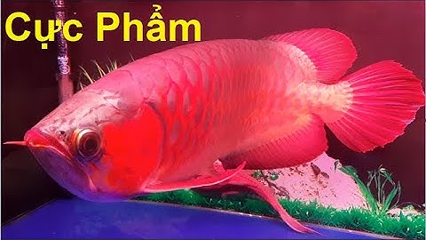 Chiêm Ngưỡng Cá Rồng Cực Đẹp Và Các Loại Cá Cảnh Tại Việt Nam, Khám Phá Giá Các Loại Cá Cảnh, #PNTV