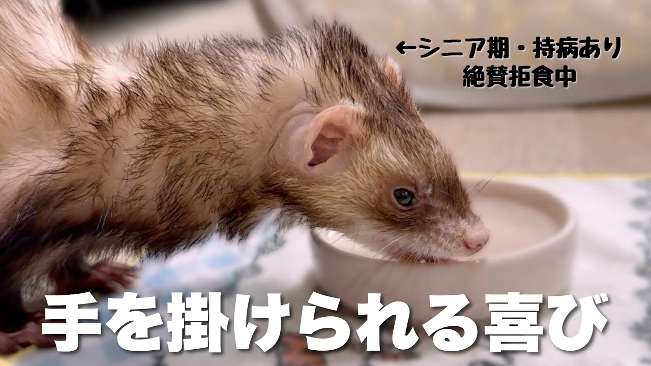 シニア期フェレットのお世話は頭を悩ませる【ferret#1357】 - YouTube