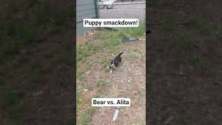 Puppy Smackdown! @WWE @animalplanet #puppy #puppies #puppyfight #puppylife #puppylove @SnookFamilyStudios