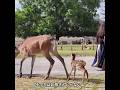 そっちはお母さんじゃないよ #deerpark #奈良公園