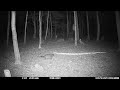 Maine bobcat chases raccoon up a tree in trail camera video