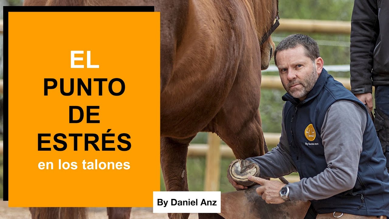 🇪🇸 🇬🇧🇩🇪 Una REFERENCIA FUNDAMENTAL a considerar al recortar los talones del casco de un caballo 🐴.