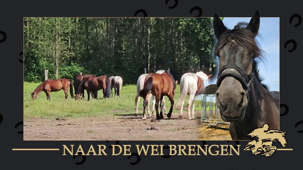 [Hoe?] brengen we onze paarden naar de wei?
