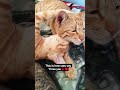 This is how cats say ‘I love you♥️🌹#cat #catlove #ytshorts