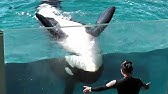 水族館のお仕事 鴨川シーワールドのシャチトレーナーにインタビュー Youtube 水族館のお仕事 鴨川シーワールドのシャチトレーナーにインタビュー Youtube