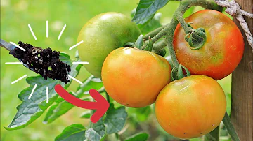 Jak ma ke přírodní hnojivo pro rajčata?