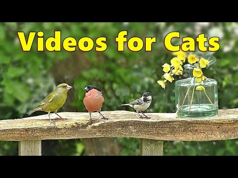 Cat TV : Summer Morning Birds for Cats to Watch