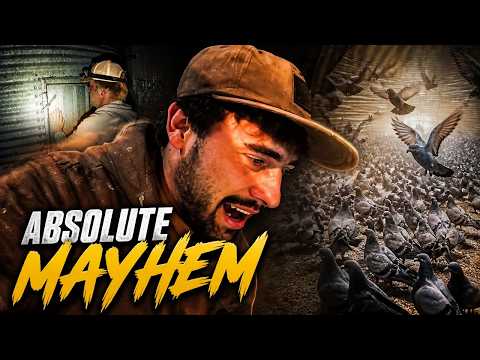 We Caught 500 Pigeons in ONE Night! (Big Loft News!)