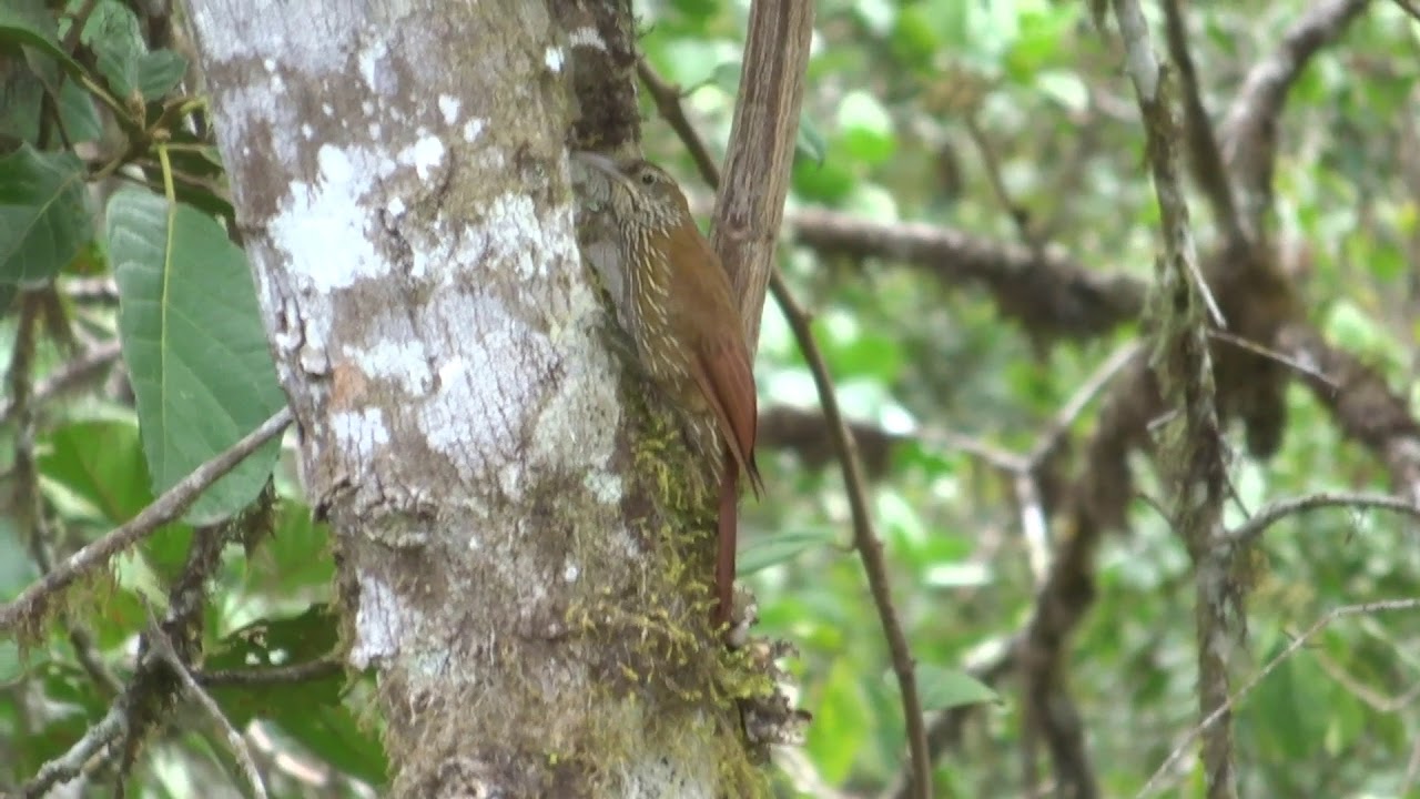 Montane woodcreeper (Lepidocolaptes lacrymiger)