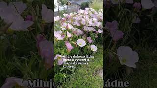 Táto trvalka vám vytvorí ružový koberček! 🌸 (Pupalka nádherná) #zahrada #garden #pestovanie