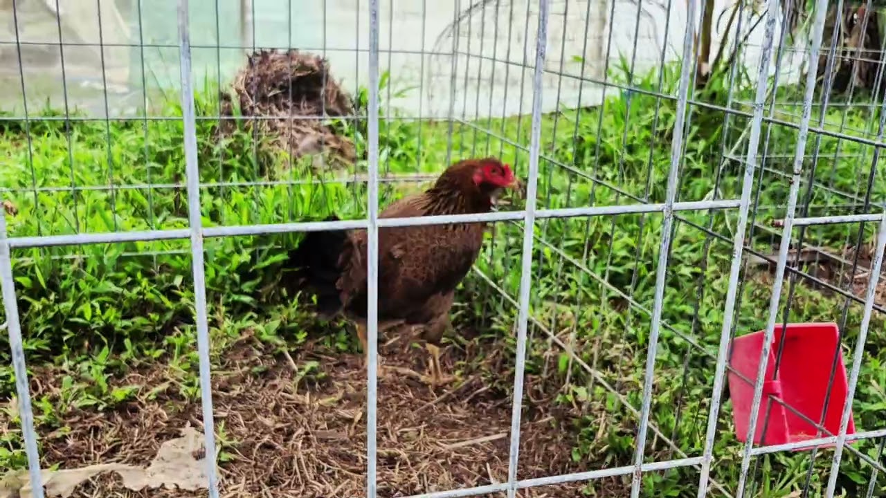 Chúc a,e buổi chiều vui vẽ