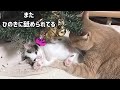 わざわざ舐められるためにひのきに群がる子猫たち