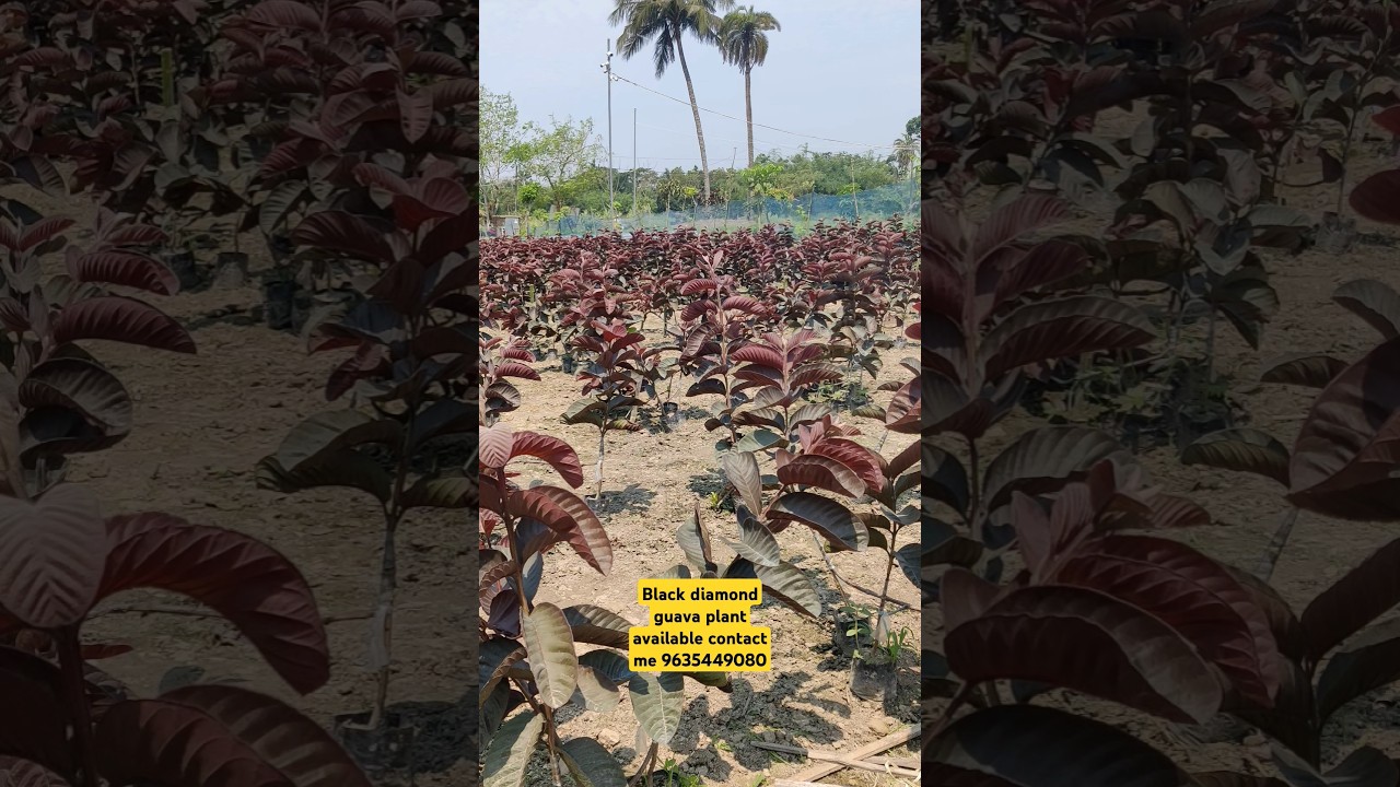 black diamond guava plant available contact me 9635449080