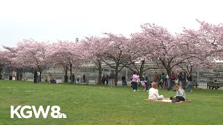 Cherry Blossoms Bloom Along The Waterfront, Recalling The Man Who Brought Them To Portland