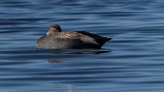 Canard chipeau / Gadwall