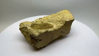 Trilobite fossil in sedimentary rock matrix    2
