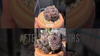 Sulcorebutia Rauschii - Surprised To See The Growth In 4 Months 😊